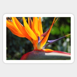 Bird of Paradise or Crane Lily Sticker